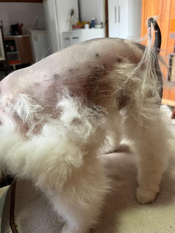 Frederico antes da mudança na alimentação, com falhas de pelo